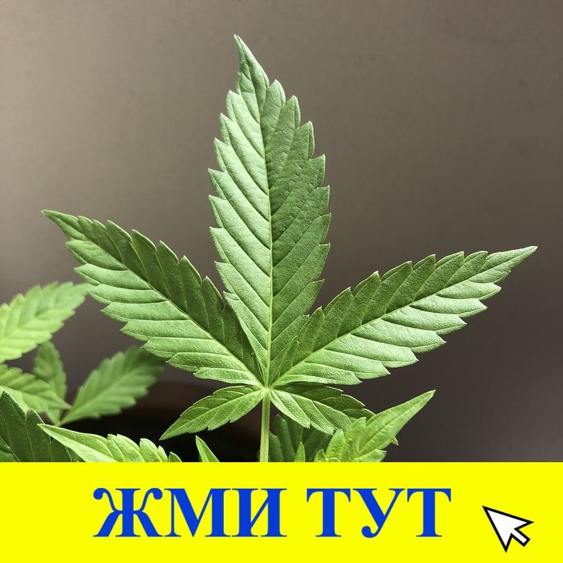 Купить наркотики в Бокситогорске